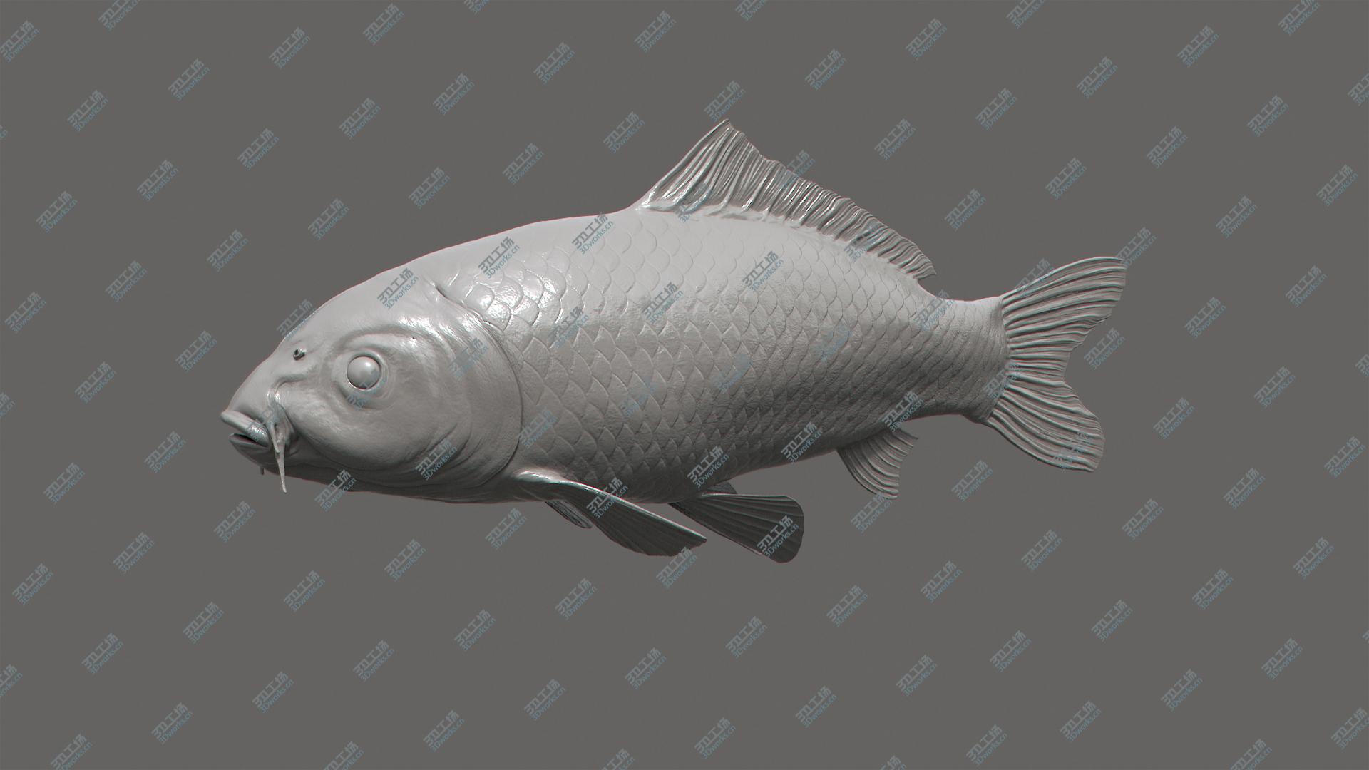 images/goods_img/202105071/3D model Koi Carp/5.jpg